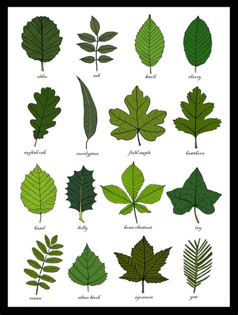 Leaves Identification Print Wall Art Chart Botanical Leaf Art Print ...