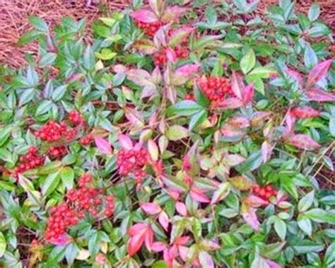 Harbor Belle Nandina Dwarf Evergreen Shrub Nandina Nandina - Etsy