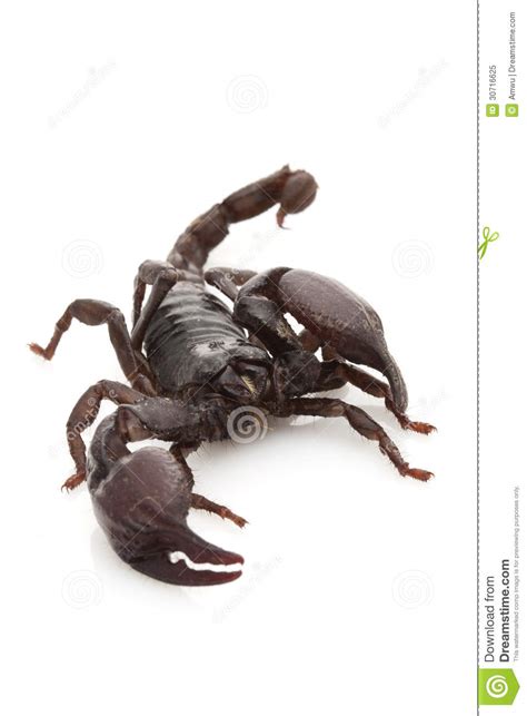 Red Claw Scorpion stock image. Image of copy, venom, space - 30716625