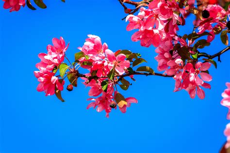 Spring Flowers Free Stock Photo - Public Domain Pictures