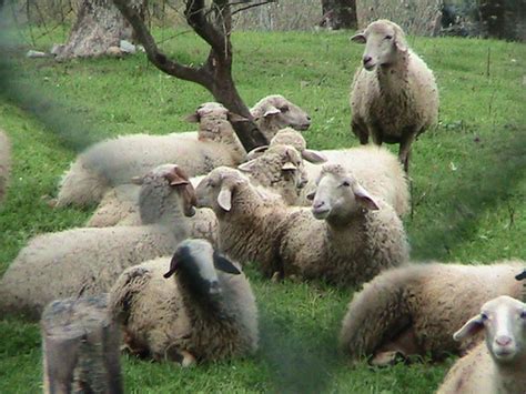 Sheep | Sheep showing flocking behavior become stressed when… | Flickr