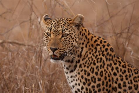 Facts about leopards - Swain Destinations