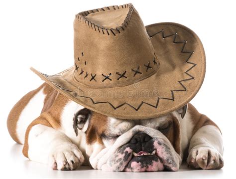 258 Dog Wearing Cowboy Hat Stock Photos - Free & Royalty-Free Stock ...