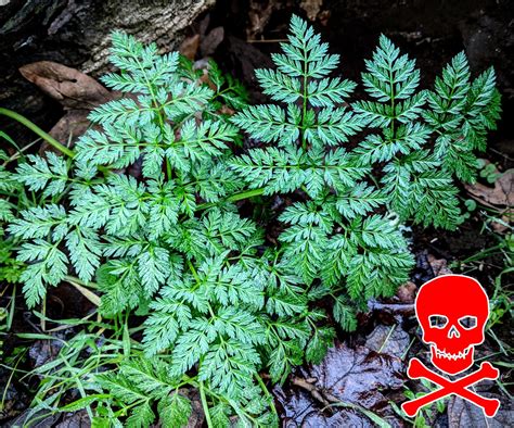 The Foraged Foodie: Identifying hemlock, deadly plant, by its leaves ...