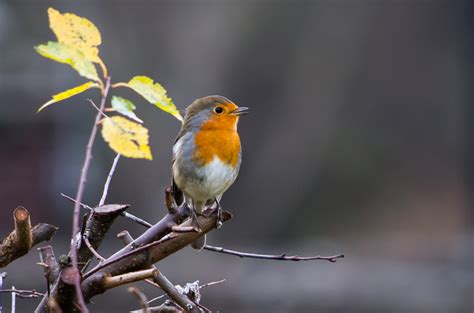 Consejos para la fotografía de aves de invierno