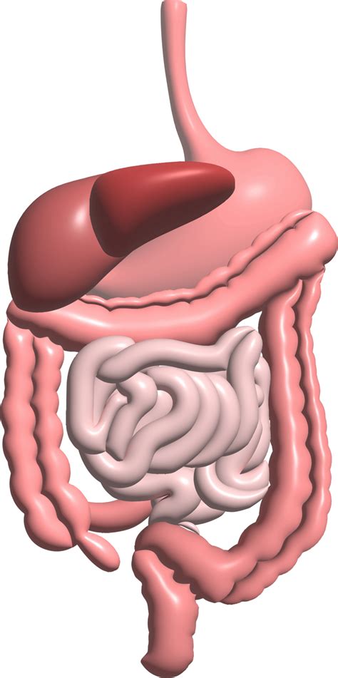 Digestive System Functions