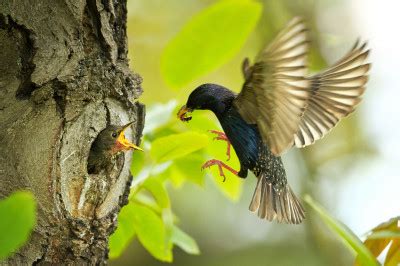 Common Starling jigsaw puzzle in Animals puzzles on TheJigsawPuzzles.com