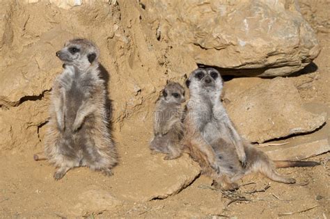 Meerkat Family stock image. Image of color, cute, long - 23800693