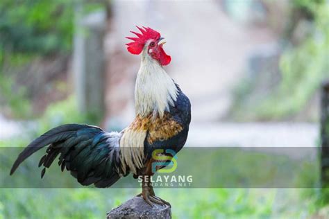 Ini Sebab Kenapa Ayam Jantan Berkokok Setiap Pagi Yang Ramai Tak Tahu ...