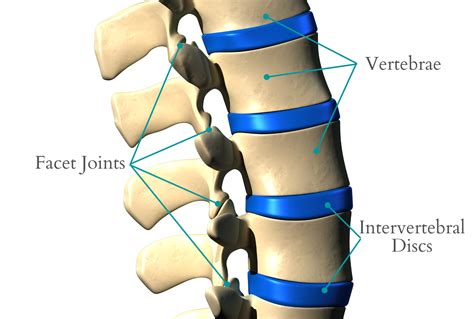 How does it work? - Spinal Backrack