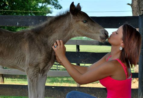 Rocky Mountain Horse Kentucky Mountain Saddle Horse Filly Love | Grulla ...