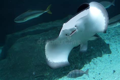 Smiling Stingray stock photo. Image of underwater, diving - 9068550