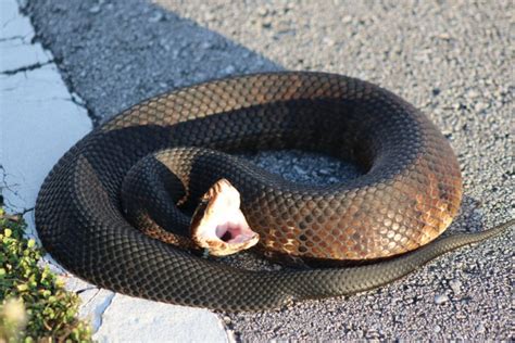 Are Florida Water Moccasins Poisonous?