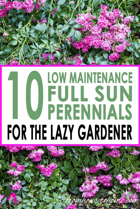 10 Low Maintenance Full Sun Perennials for Your Garden