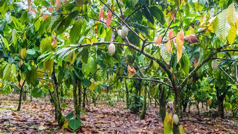 Mondelez, Olam Partner On World's Largest Sustainable Commercial Cocoa Farm - NCA