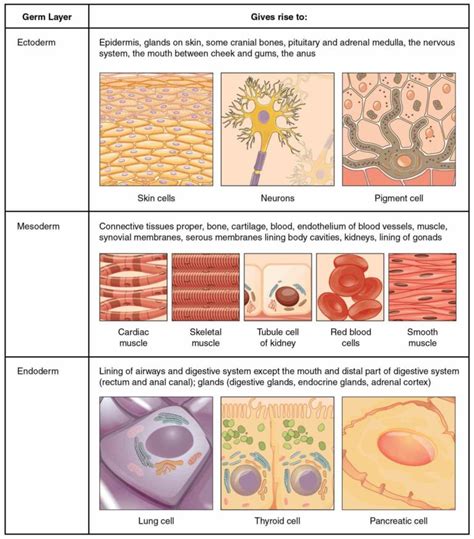 connective muscle and nervous tissues line cavities surfaces blood ...