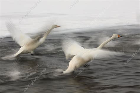 Whooper swan flying over frozen bay - Stock Image - F021/2575 - Science ...