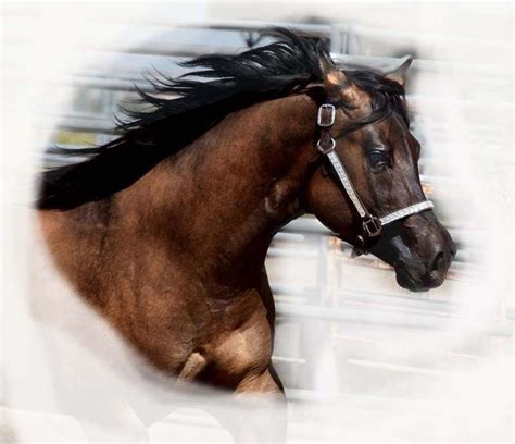 Quarter Horse Stallion Directory