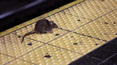 New York City offers £139k for rodent czar to fight ‘relentless' rat ...