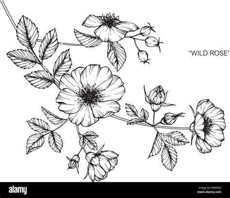 Wild roses flower drawing illustration. Black and white with line art Stock Vector Image & Art ...