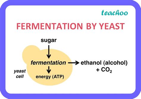 [Life Process] Fermentation of glucose by yeast normally yields - Bio