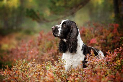 English Springer Spaniel Dog Breed Complete Guide - AZ Animals