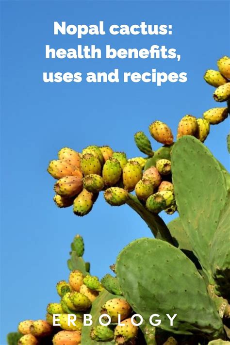 Nopal Cactus: Health Benefits, Uses and Recipes - Erbology | Cactus ...