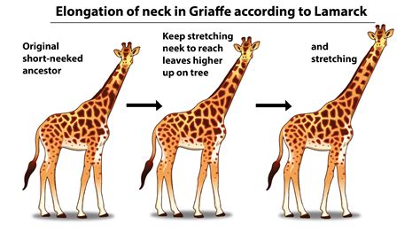 Critically Examine Lamarck Theory of Evolution. (15 Marks)