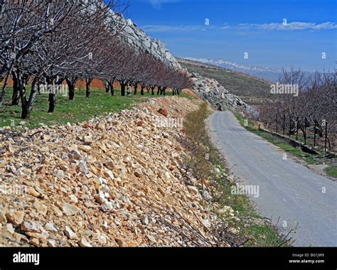 Niha, Bekaa valley, Lebanon Stock Photo - Alamy