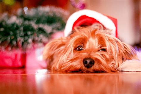 Santa Paws is Coming to Town! - Trusty Tails Pet Care