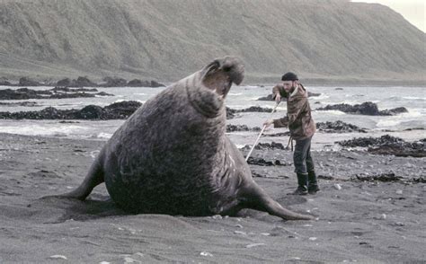 Macquarie Island | ANARE Club | Australian National Antarctic Research ...