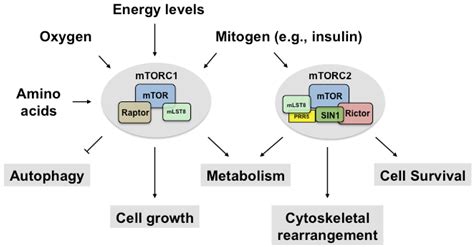 How to Balance Autophagy and mTOR for Longevity and Muscle Growth - Siim Land