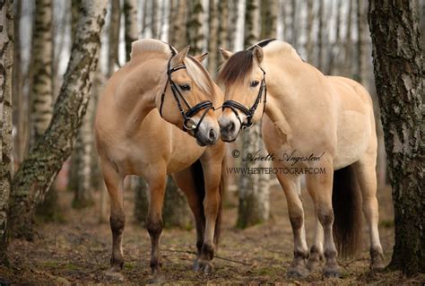 The Norwegian Fjord Horse by Hestefotograf on DeviantArt