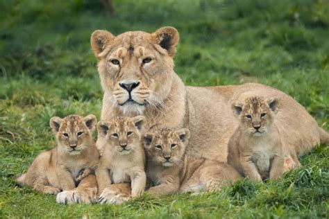 An endangered Asiatic lioness and her 8 week old cubs. : aww