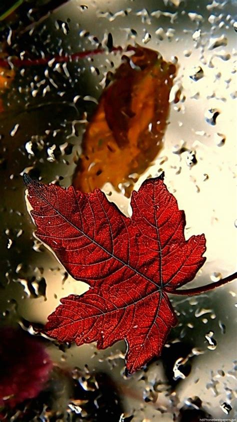 Red Maple Leaves Wallpapers - Wallpaper Cave