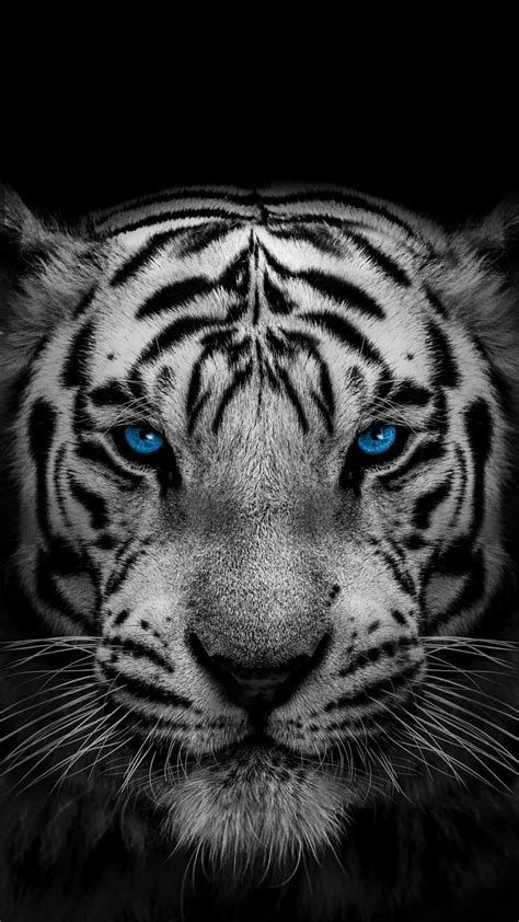 White Tiger iPhone Wallpaper - iPhone Wallpapers