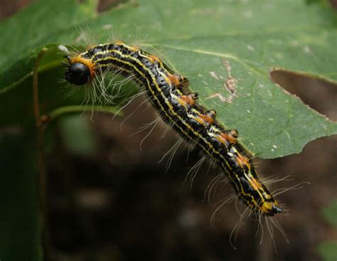The Öko Box: Black & Yellow Striped Caterpillar (with orange legs)