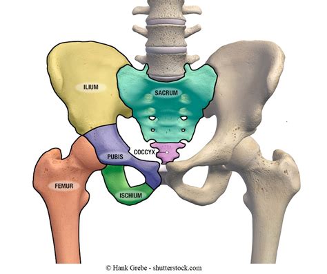 Anatomia corpo umano. Impariamo a conoscerla