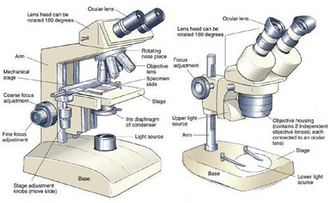 Monocular Compound Light Microscope Definition | Shelly Lighting