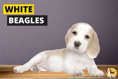 White Beagles - Everything you need to know - Beagle Care