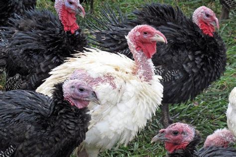 Selecting the most suitable breed of turkeys for your flock – The Poultry Guide