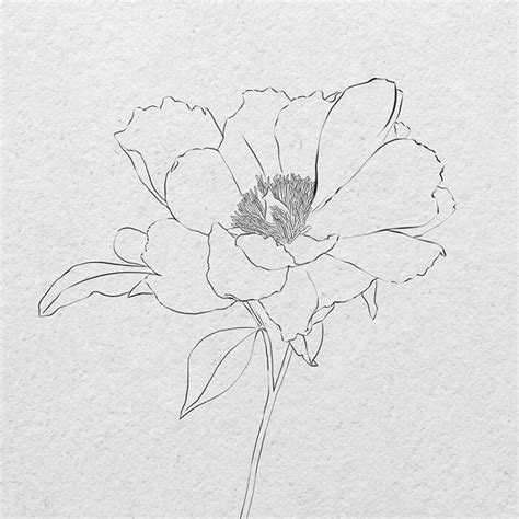 How to draw a realistic flower sketch - pencil or iPad — Vanessa Vanderhaven