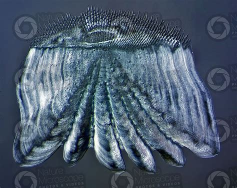 Ctenoid scale - Scales - Fishes - Integumentary system - Comparative anatomy of Vertebrates ...