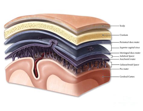 Layers Of Meninges by Evan Oto