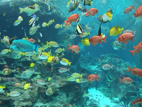 File:Fish in Okinawa Churaumi Aquarium.JPG