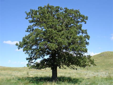 For as long as the oak tree has lived… | Meanwhile, back at the ranch…