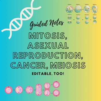 Mitosis, Cancer, and Meiosis Guided Notes (word doc and ppt) | TPT