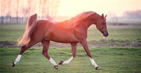 Arabian Horse Prices in 2024: Purchase Cost, Supplies, Food, and More! - A-Z Animals