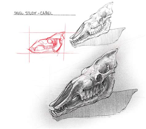 Camel Skull Study by bullettrainsart on DeviantArt