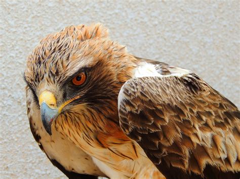 Kibbutz Lotan Birding Center: First Eagle in the net - a Booted Eagle